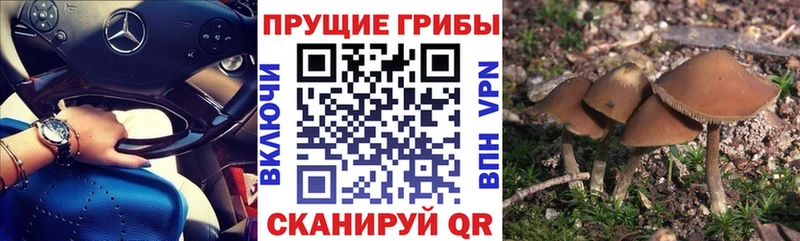 Галлюциногенные грибы мицелий hydra ссылки Пермь